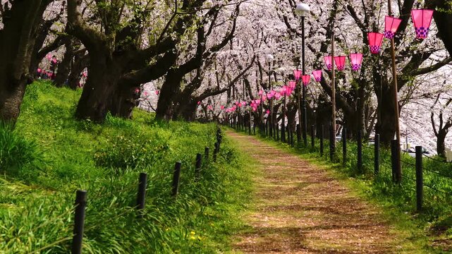 【埼玉県・幸手市】春の幸手権現堂公園　桜舞う遊歩道の風景　fix