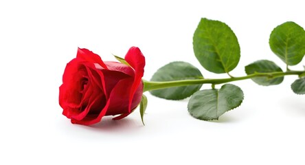 Fototapeta premium Elegant red rose side view with leaves on white background for romantic designs