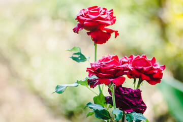 Close up Beautiful red rose bush abundant blooming