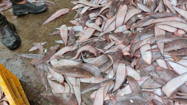4k video of seafood at dock