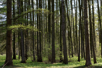 Naklejka premium Larch and spruce trees in the forest in early spring on a sunny day. A spring forest with young green grass.