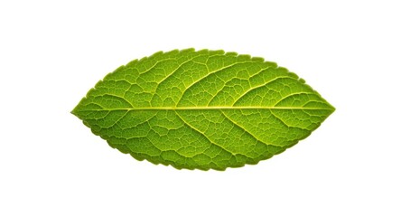Obraz premium Close detailed view of fresh mint leaf fully focused on white background with clipping path