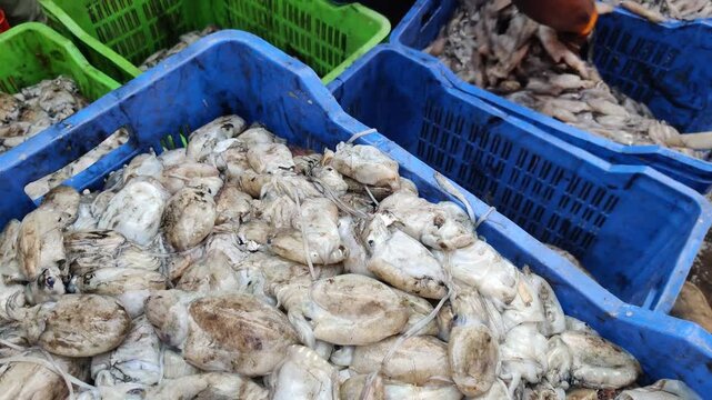 4k video of squid.