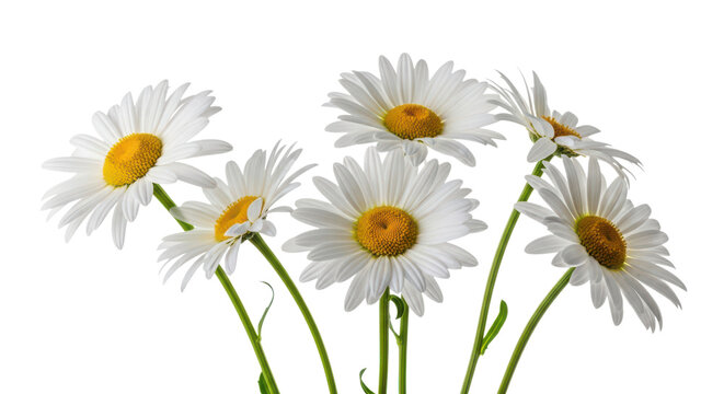 Beautiful white daisies with yellow centers isolated on transparent background