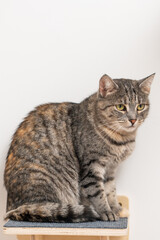Obraz premium Tabby cat sits on a small platform near a white wall during daylight hours in a cozy indoor space