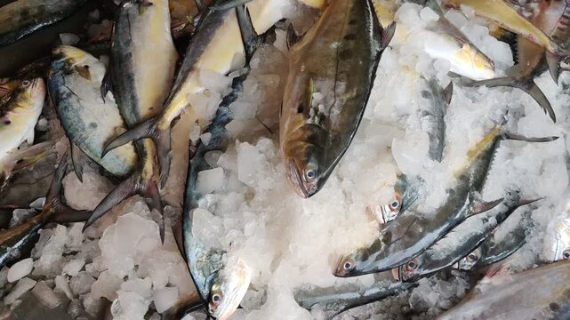 4k video of Tuna fish with ice.