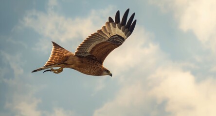 Obraz premium Red kite bird displaying graceful and focused glide in a soft cloud filled sky