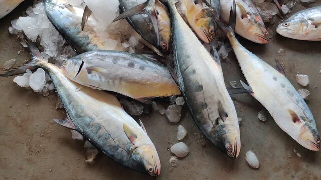 4k video of seafood at dock