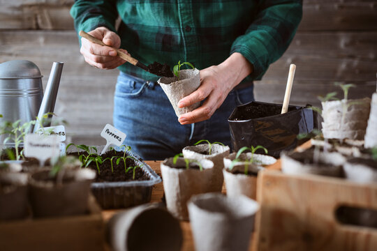 Male hands planting tomato seedling into peat pot filled with soil. Sustainable gardening and home growing vegetables