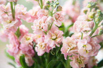 Fototapeta premium Pink matthiol bouquet