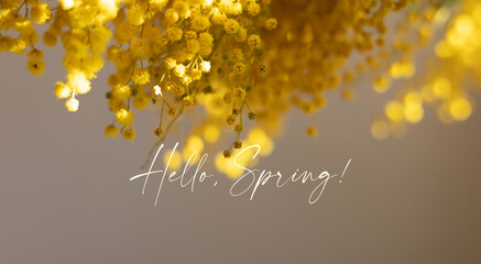 phrase hello spring with yellow mimosa flowers © arymer