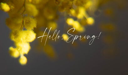 phrase hello spring with yellow mimosa flowers © arymer