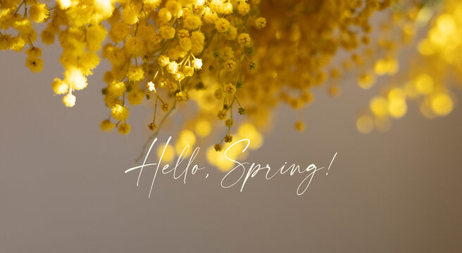 phrase hello spring with yellow mimosa flowers