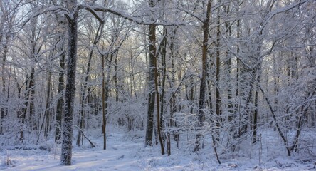 Obraz premium Frozen winter forest with deciduous trees covered in sparkling snow