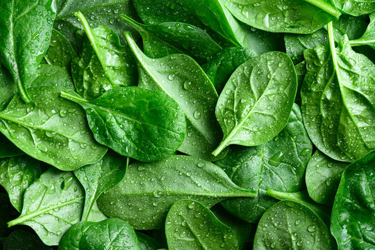 Full frame closeup of young spinach leaves with fresh water drops and rich natural color. Organic plant pattern, fresh produce texture and eco food concept