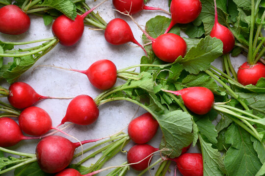 Freshly washed red radishes with green leaves and water drops on metal surface, top view. Clean organic vegetables for healthy nutrition and food preparation concept