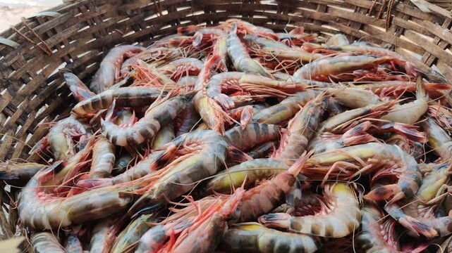 4k video of seafood at dock