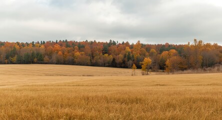 Fototapeta premium Golden open terrain blending into far-off autumn colored trees crowned by a cloudy sky
