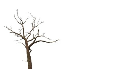 Summer season design featuring a solitary dead tree on white background