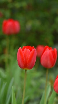 Closeup of red tulips in garden. March season flower wallpaper. Spring floral nature landscape.
