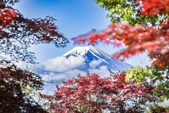 View of majestic Mount Fuji capped with snow, framed by vibrant red and green maple leaves against a blue sky, Fujiyoshida, Yamanashi, Japan.