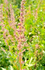 Fototapeta premium Close-up of Flowering Plant with Pinkish-Purple Blossoms in Natural Green Foliage