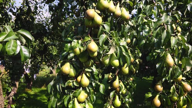 Conference pear tree in a garden on a Polish countryside, 4k
