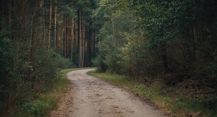 Obraz premium A serene forest pathway with spacious copy space area