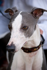 portrait of a white dog