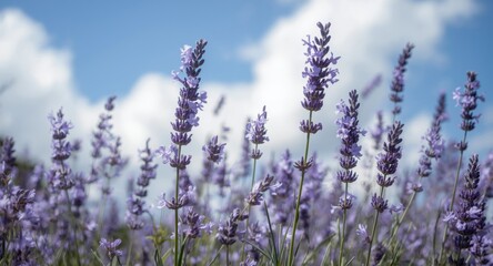 Fototapeta premium Graceful lavender blossoms capturing a relaxing summer day