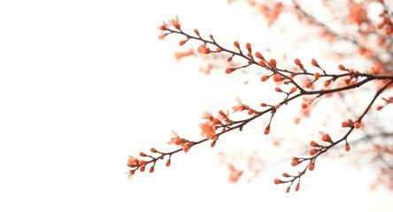White backdrop featuring blooming orange buds on a single tree branch