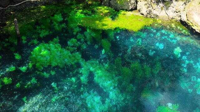 Aerial view of clear turquoise water and green aquatic plants in a natural spring pool near Salalah, Oman.