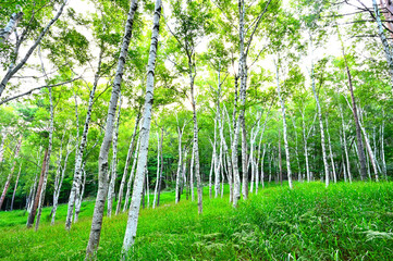 Fototapeta premium 山梨県笛吹市 御坂山地 夏のすずらん群生地の白樺林 