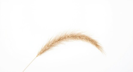 Fototapeta premium natural pampas grass stalk contrasted with a clean white background