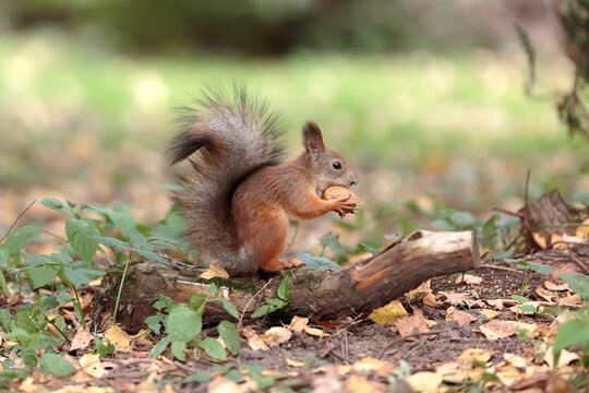 A red squirrel holds a walnut in its paws. A squirrel sits on a broken tree branch. An animal with a fluffy tail in the forest among the fallen autumn leaves