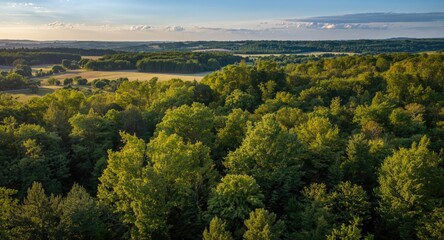Aerial summer view of mixed forest with lush green trees and soft light over countryside woodland