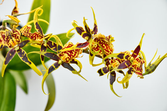 Close-up of an exotic Brassia orchid, with yellow-green petals and dark maroon spots on a white background.