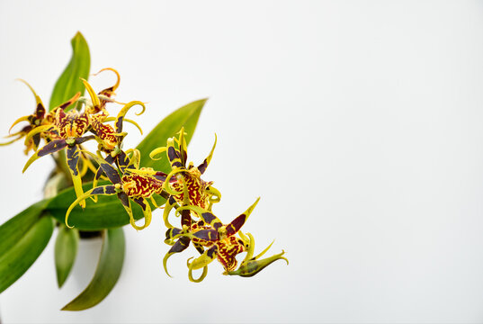 Close-up of an exotic Brassia orchid, with yellow-green petals and dark maroon spots on a white background.
