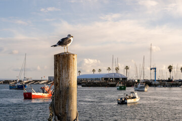 Fishing boats floating offshore near Cascais harbor