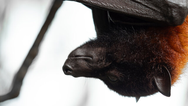 Hanging up down flying fox detailed portrait