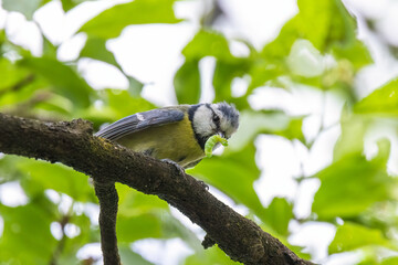 A blue tit (Cyanistes caeruleus) sits on a branch with a green caterpillar in its beak. © Jan Haz