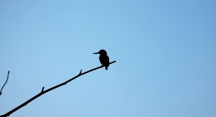 Still kingfisher shadow resting on a slender branch set against a clear blue backdrop