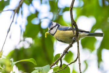 A blue tit (Cyanistes caeruleus) sits on a branch with a green caterpillar in its beak. © Jan Haz