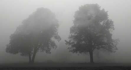 Obraz premium Foggy landscape of tall trees with swirling mist generating a mysterious atmosphere in black and white tones