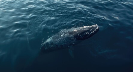 Fototapeta premium Southern right whale displaying distinctive white callosities