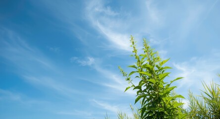 Strong flourishing Japanese Knotweed plant beneath a wide open blue sky