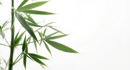 Obraz premium Close up of bamboo leaves isolated on a clean white background with copy space