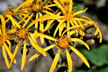 御坂山地の黒岳　キク科　マルバダケブキ
