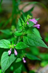 御坂山地の府駒山　ママコナ
