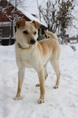 Dog standing in snow. Cute pet outdoors in winter, cold weather lifestyle background.